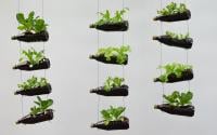 Tenha hortaliças frescas sempre que quiser usando uma garrafa PET para plantá-las, é muito simples!