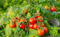 9 em cada 10 jardineiros esquecem deste fertilizante natural que dobra a quantidade de tomates