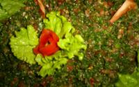 Tabule original