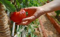 Nunca mais comprei tomate no mercado depois que aprendi que é muito fácil ter em casa (e orgânico!)