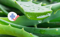 Acelera a cicatrização e melhora a digestão: os benefícios incríveis da aloe vera para a saúde