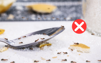 Adeus formigas: o truque simples da vovó que dá certo, é só colocar na cozinha