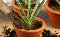 Como plantar babosa em vaso de um jeito muito simples: você precisa desses 3 ingredientes para fazer o substrato perfeito