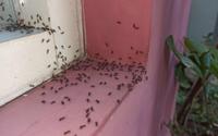 Nem bicarbonato, nem inseticida: essas são as melhores maneiras de eliminar formigas da sua casa de um jeito natural e eficaz