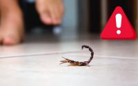 Infestação de escorpiões assustam moradores de São Paulo: aprenda como evitar que a praga entre na sua casa e o que fazer se for picado
