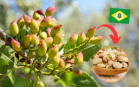 Por que o Ceará é o primeiro produtor de pistache do Brasil?