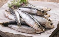 Benefícios da anchova para a saúde: confira