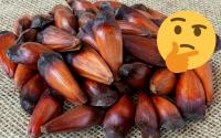 Cozinhou muito pinhão? Aprenda como guardá-lo do jeito certo para não precisar jogar fora!