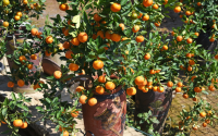 Dê mais cor para o seu jardim com essas 5 árvores frutíferas que podem ser cultivadas em vasos