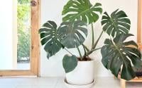 Essas plantas fáceis de cuidar vão deixar sua casa com cara de rica!