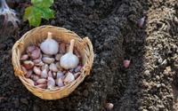 Use o alho desta forma em suas plantas e árvores e diga adeus a qualquer praga