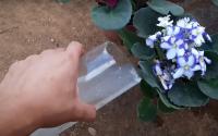 Fiz essa mistura caseira para uma orquídea que estava quase morrendo e agora não para de sair raízes