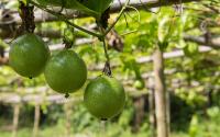 Poucos sabem, mas essas são as etapas para plantar maracujá no quintal e colher belos frutos