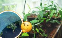 Nem panos, nem estufa: o truque caseiro simples e econômico que está salvando as minhas plantas no inverno