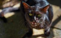 O que significa quando um gato preto aparece na sua casa uma vez por mês?