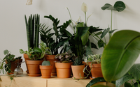 Unindo o útil ao agradável: cultive plantas que melhoram a qualidade do ar e deixam o ambiente mais bonito