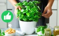 Desde que descobri o poder desse ingrediente para as minhas plantas, nunca mais eu joguei fora!