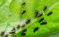 O terror dos jardineiros pode ser evitado rapidamente: 4 remédios naturais eficazes para pulgões