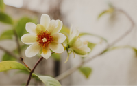 Poucas pessoas sabem, mas a flor da ora-pro-nóbis é repleta de benefícios e muito fácil de ser cultivada