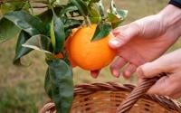 Nunca mais comprei laranjas no mercado depois que aprendi a cultivar a fruta em casa