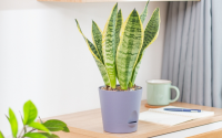 Onde nunca colocar uma planta língua de sogra em casa: suculenta pode alterar a energia do ambiente