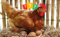 Frango de laboratório: a invenção polêmica de um bilhão de dólares que vai revolucionar a alimentação no mundo e tem gerado debates