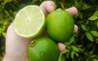 Nem tudo é o que parece: o limão-taiti não é um limão! Alimento está mais proxímo de outra fruta popular