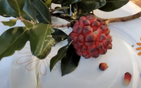 De pobre ela não tem nada: conheça os benefícios da pindaíba, fruta brasileira rica em antioxidantes e fibras
