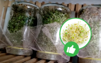 Como plantar alfafa: aprendi com uma mãe todos os passos para cultivar o broto de alfafa