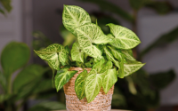 Nem suculentas, nem cactos: a planta fácil de cuidar que transforma a sua casa em um ambiente de personalidade e elegante