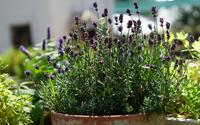 Entrar em casa e sentir esse cheirinho é mágico: veja como plantar lavanda para decorar o ambiente de um jeito fácil e cheiroso
