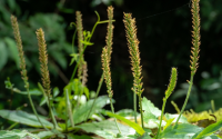 Ignorada por muitos por parecer com erva daninha, mas não para o TudoGostoso: essa planta possui benefícios para e respiração e cicatrização