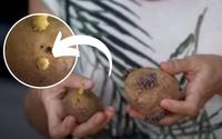 Vem plantar batata comigo: aqui estão os segredos para cultivar o tubérculo em casa (é diferente de batata-doce!)