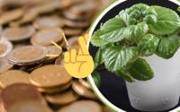O truque pouco conhecido para transformar a sua planta do dinheiro em um verdadeiro amuleto verde