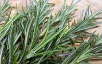 Nada de comer! A solução pra melhorar a memória em 75% é cheirando essa erva aromática, revela estudo recente