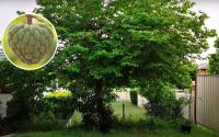 8 árvores frutíferas perfeitas para quem tem pouco espaço no quintal: plantas dão frutos deliciosos e deixam o ambiente lindo