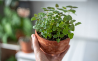Nem lavanda, nem camomila: segundo a ciência, essa é a planta considerada um calmante natural para a mente e para o corpo