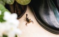 É por isso que escorpiões entravam na minha casa, mas desde que aprendi como evitá-los de verdade, nunca mais tive problemas