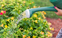 Por essa ninguém esperava: existe um horário certo para regar as plantas e garantir que elas cresçam de forma saudável!