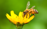 O que significa aparecer abelhas na sua casa com frequência, mesmo sem ter flores ou comida por perto?
