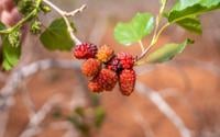 Melhores árvores frutíferas para plantar no jardim e ter sempre frutas na sua casa, sem precisar ir ao mercado!