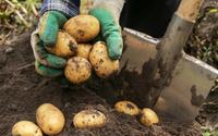 Perguntamos aos jardineiros qual a melhor época para plantar batatas, e todos disseram a mesma coisa