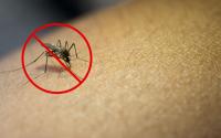 Me livrei dos mosquitos em casa com um truque muito simples: você só precisa desse ingrediente que todos temos na cozinha