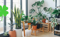 Já ouviu falar em plantas que afastam o azar? Elas existem e é melhor você ter em casa!