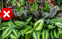 Não tenha essa planta em casa de forma algum: ela atrai insetos e pragas