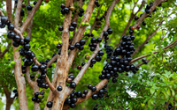 Como plantar a árvore de jabuticaba perfeita?