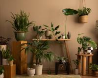 Não precisa bater luz do sol na sua casa para ter essas nove plantas, elas amam sombra!