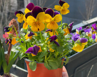 Nem só de água vive a planta: veja o ingrediente que faz o jardim explodir flores em poucos dias