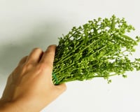 Nem alecrim, nem hortelã: essa planta considerada medicinal cria uma barreira contra os mosquitos no seu quintal