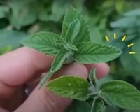 Planta que você tem no quintal e nem sabe combate insônia, estresse, ansiedade, problemas estomacais, infecções respiratórias e você só precisa de 2 folhas!